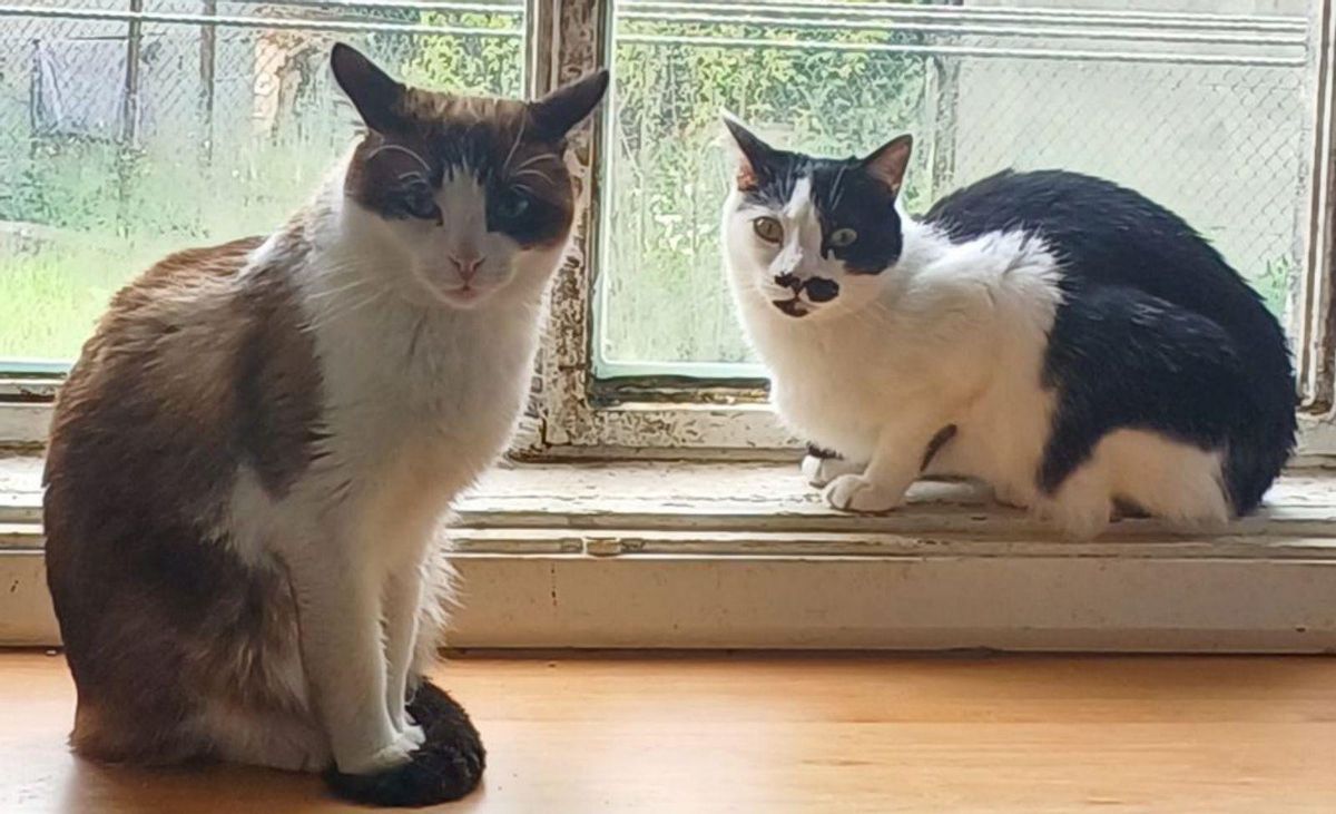 Gata de acogida por la asociación Patiñas, en A Estrada.