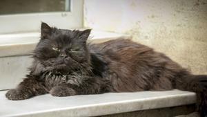 cmontanyes29324750 mascotas161228202021