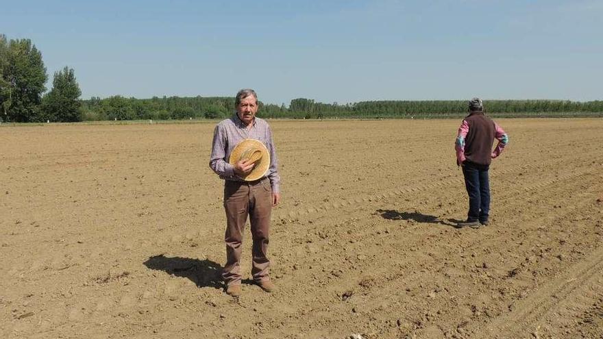 Agricultores en una de las parcelas sembradas de maíz en Villaveza del Agua afectada por los jabalíes.