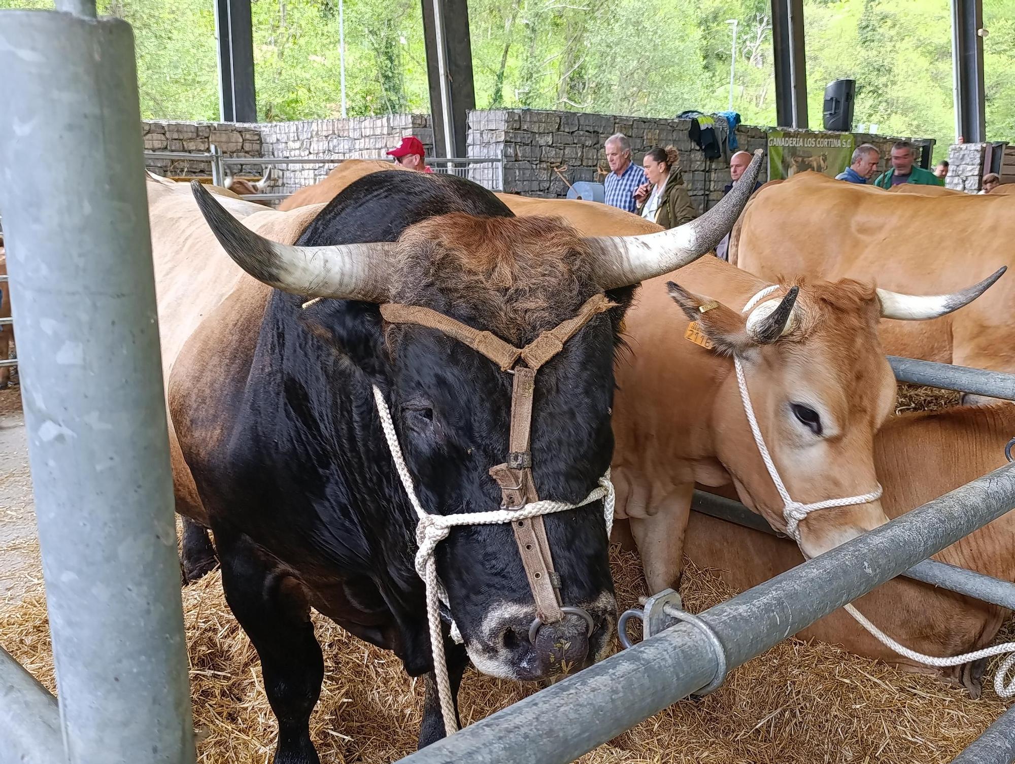 El XXXI Certamen-Exposición de Asturiana de los Valles de Teverga, en imágenes