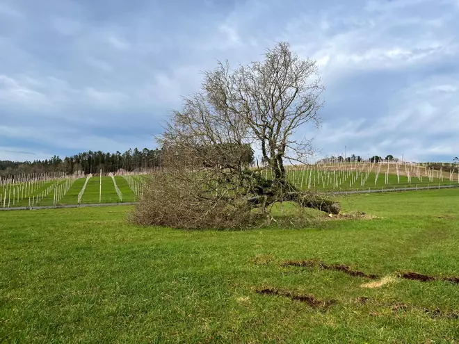 Así quedou a finca de Vilamide tras a talla de varios carballos centenarios