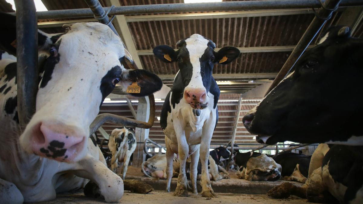 Vacas de una ganadería de lácteo en Sabadelle.