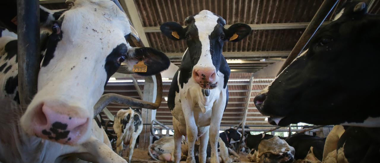 Vacas de una ganadería de lácteo en Sabadelle,