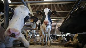 Archivo - Vacas de una ganadería de lácteo en Sabadelle,