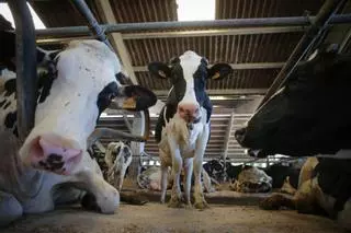 La Audiencia Nacional certifica la existencia del cártel de la leche y abre la puerta a las demandas de los ganaderos