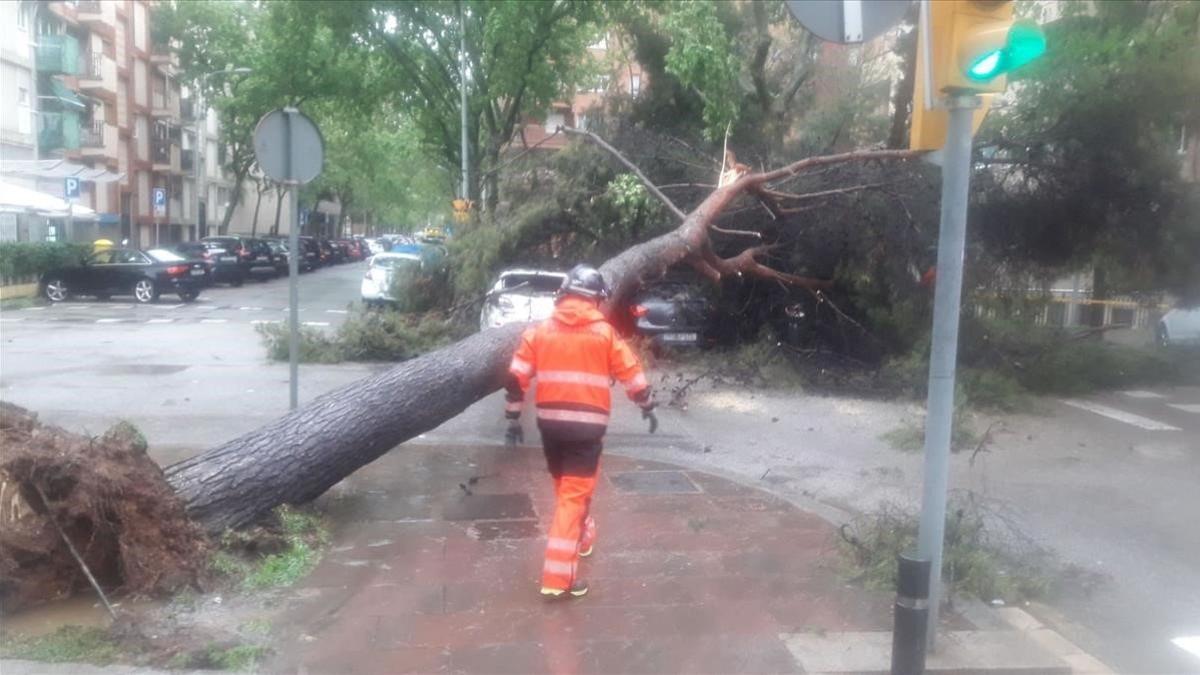 zentauroepp53171767 imatge d un bomber davant un arbre caigut al mig del carrer 200420135852