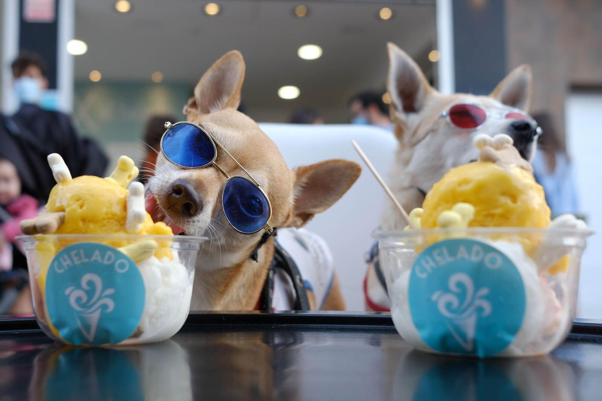 Una heladería de la Cícer vende entre sus productos helados aptos para perros