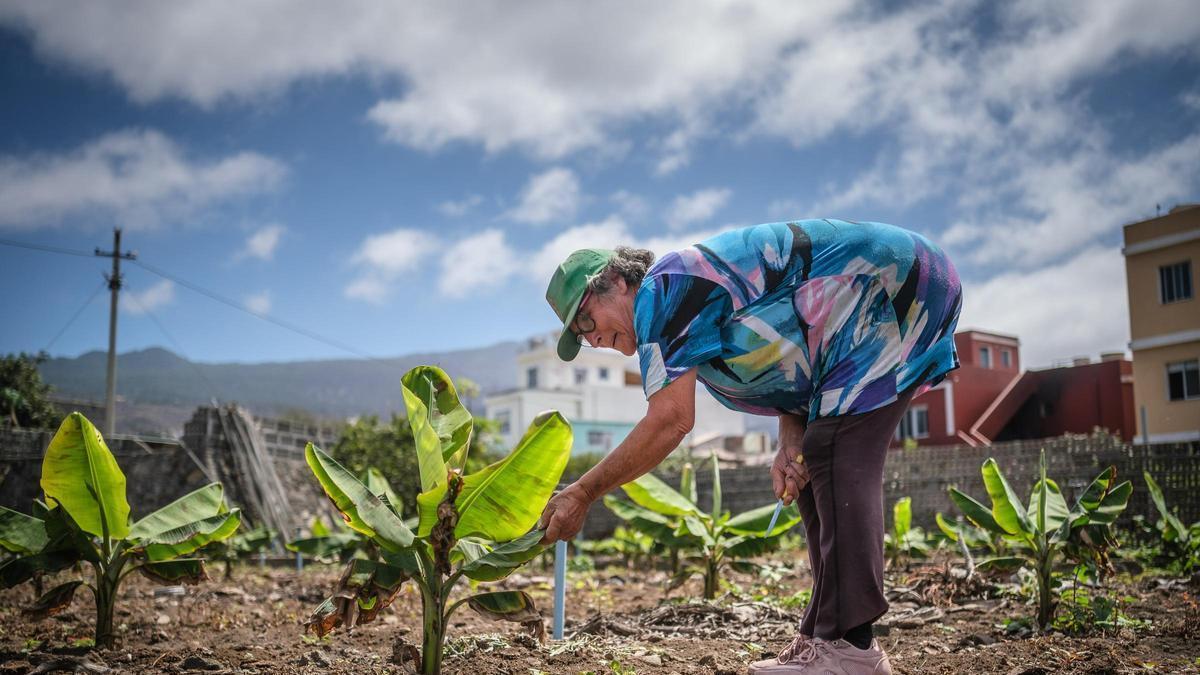 Una agricultora planta una platanera en el Valle de Aridane.