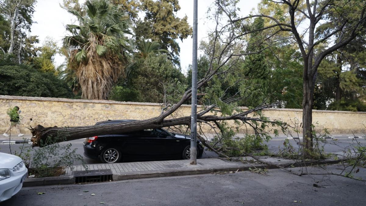 Un árbol cae sobre un BMW en la calle de Jerónimo de Monsoriu