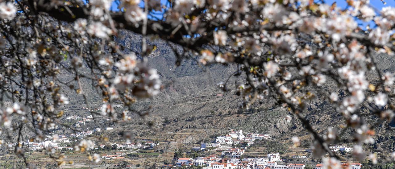 almendros en flor (8/1/22)