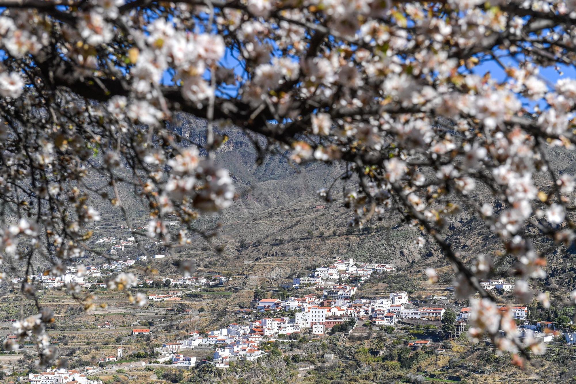 Almendros en flor en Tejeda