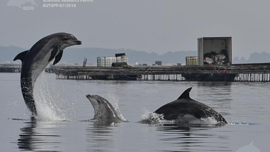 Delfines mulares entre bateas.