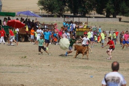 Suelta de vaquillas en las fiestas de La Visitación en Fuentesaúco