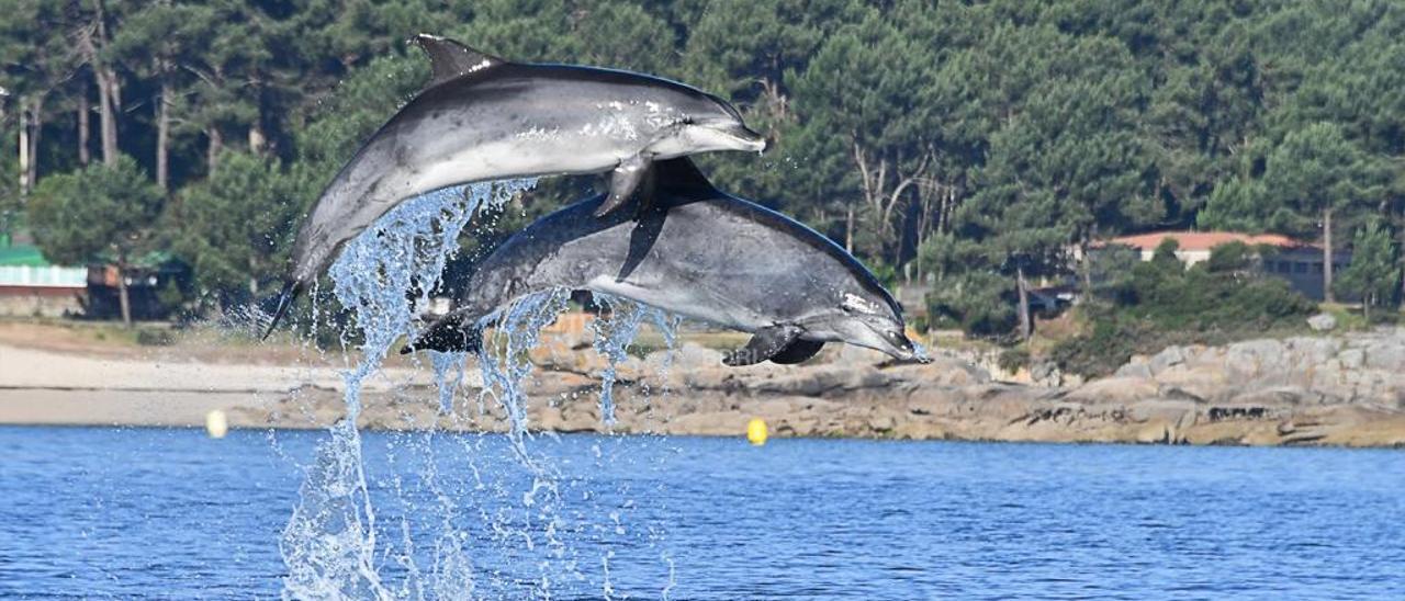 Dos delfines en aguas de O Grove.