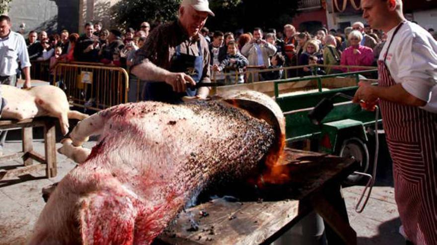 Tras matar los cerdos, los queman y cortan en la plaza.