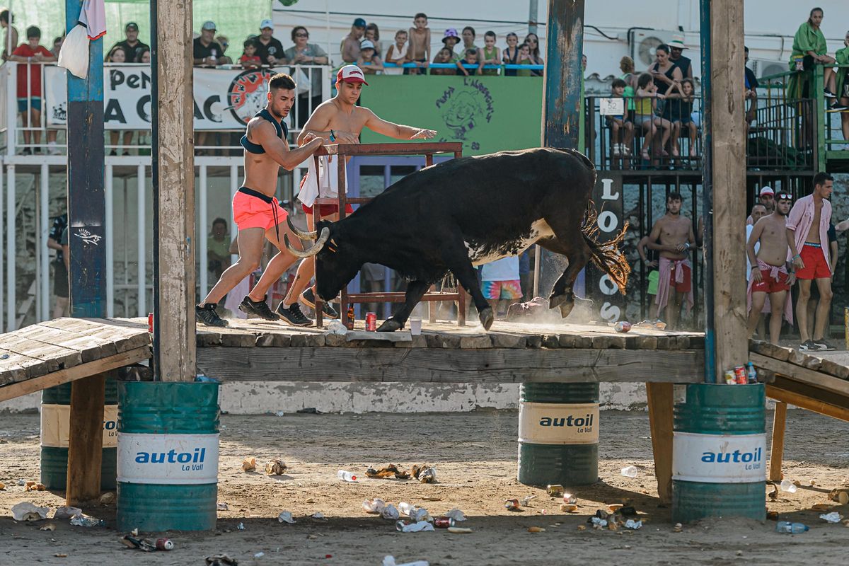 Un momento de la participación en el concurso del ganado de Fernando Machancoses.