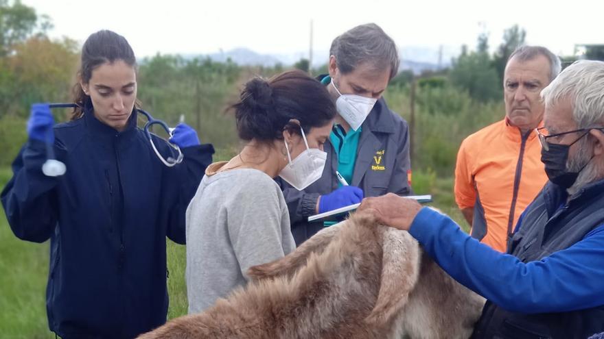 El investigado por el caso de los burros del Desert habla por primera vez: cree que murieron porque hubo un boicot