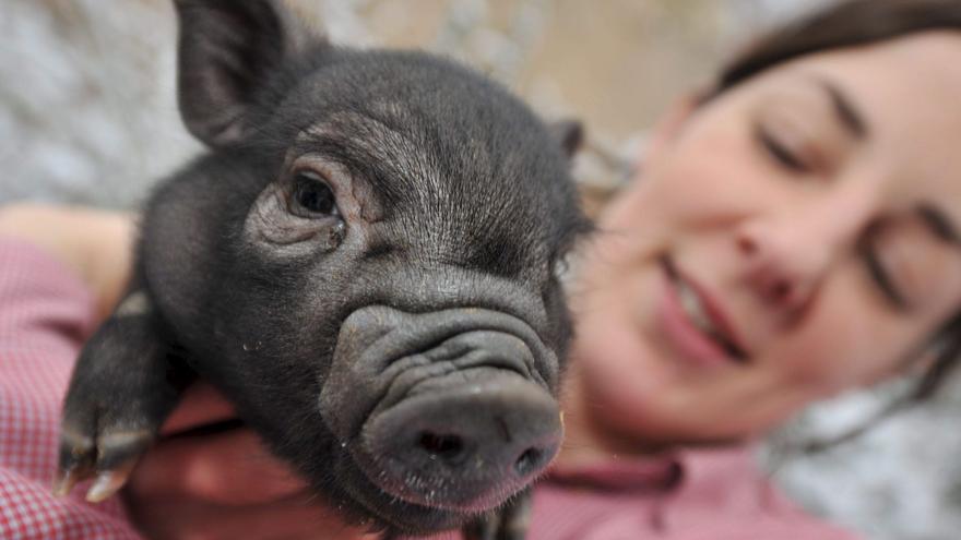 A la caza del cerdo vietnamita y el ‘cerdolí’ en Extremadura