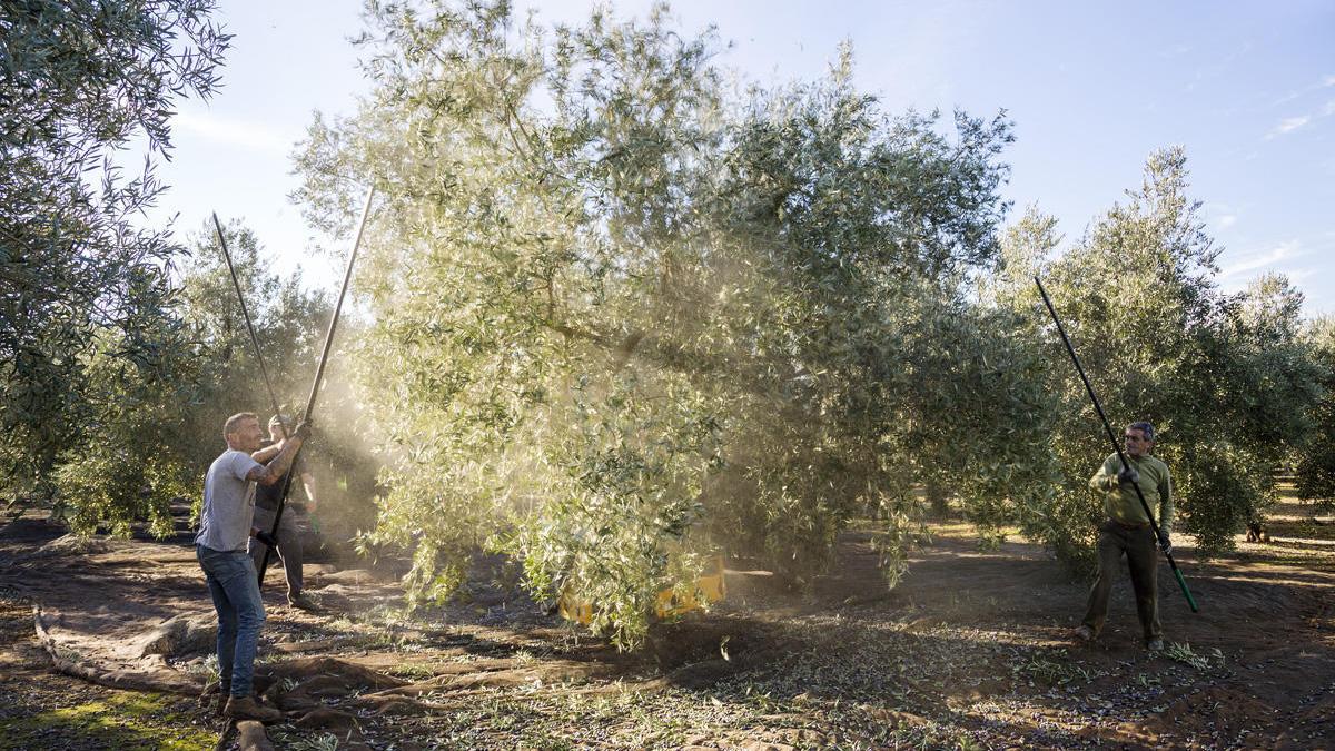 Instante de la recogida de la aceituna en la comarca Norte de Antequera.