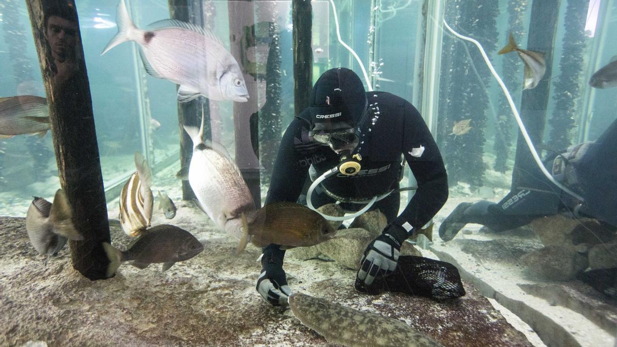 Un buzo en el acuario del Museo del Mar de Vigo. / FDV