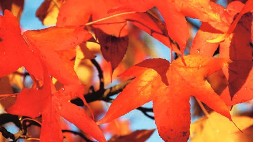 Colores de otoño para tu jardín.