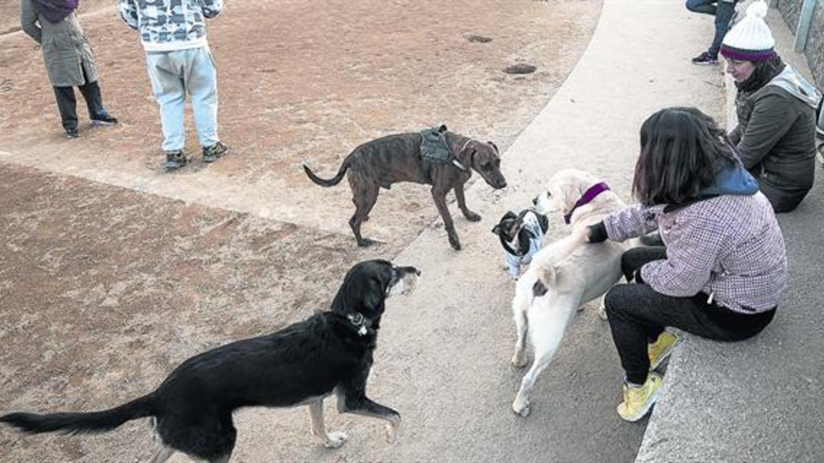 Chuchos en el patio 8Vecinos con sus perros en la nueva zona de recreo canino de Nou Barris.