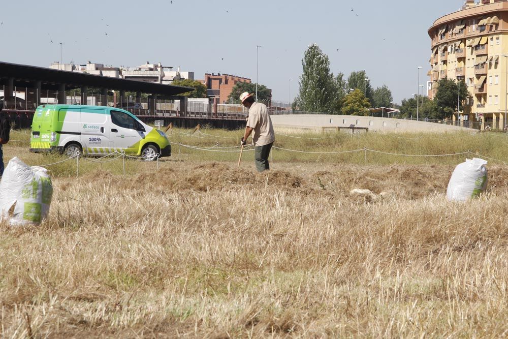 Urbanismo y Sadeco inician la limpieza del yacimiento de Cercadilla