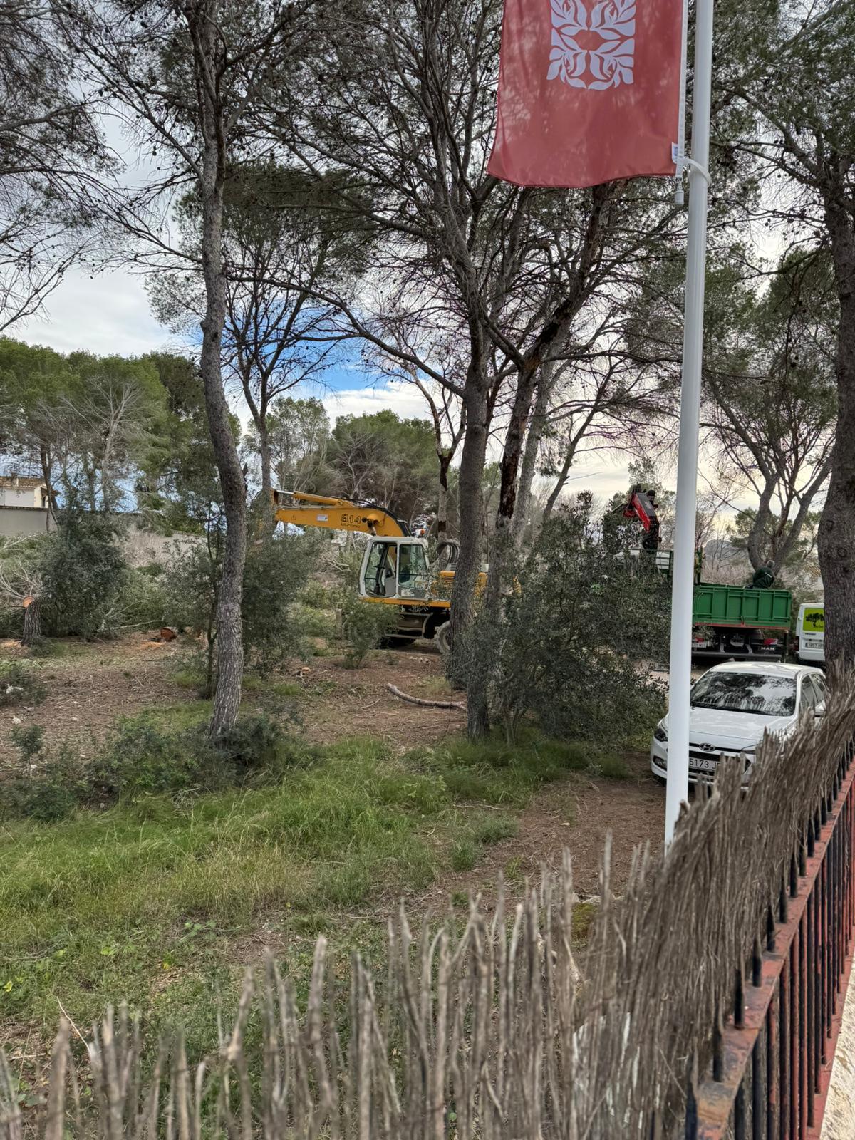 Otra imagen de los trabajos en este bosque litoral