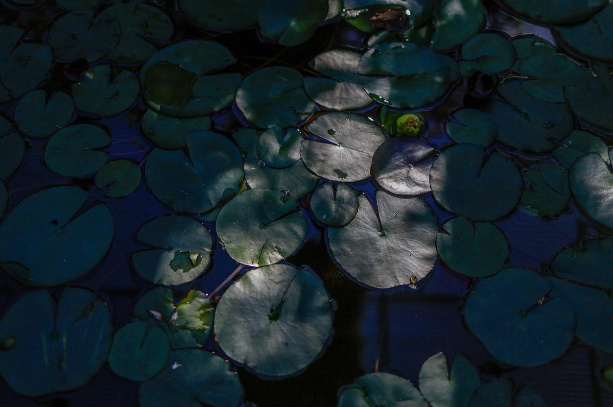 El Jardín Botánico de València está de moda