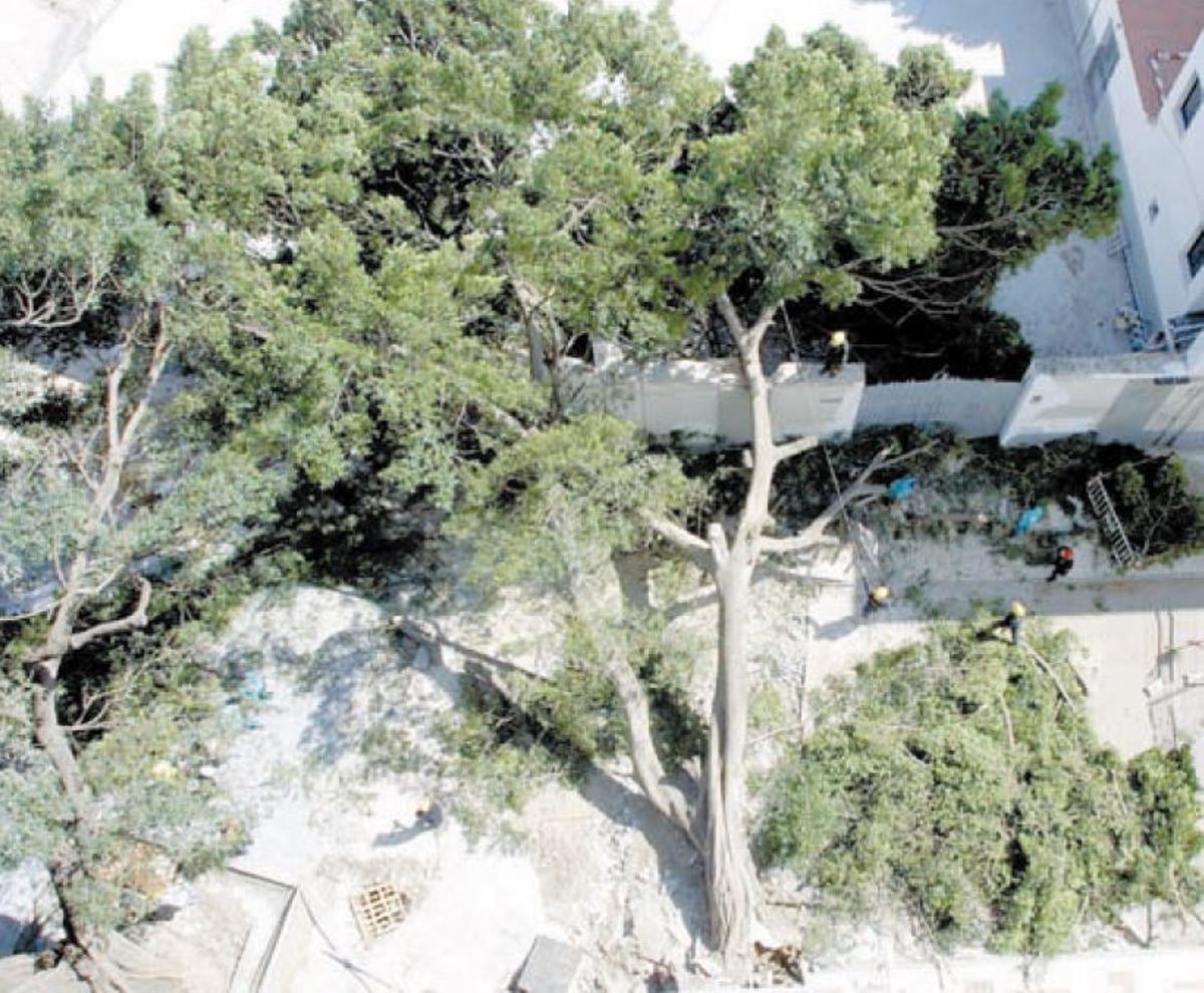 Vista aérea del ficus desplomado sobre el patio del Colegio San Manuel, en marzo de 2003.