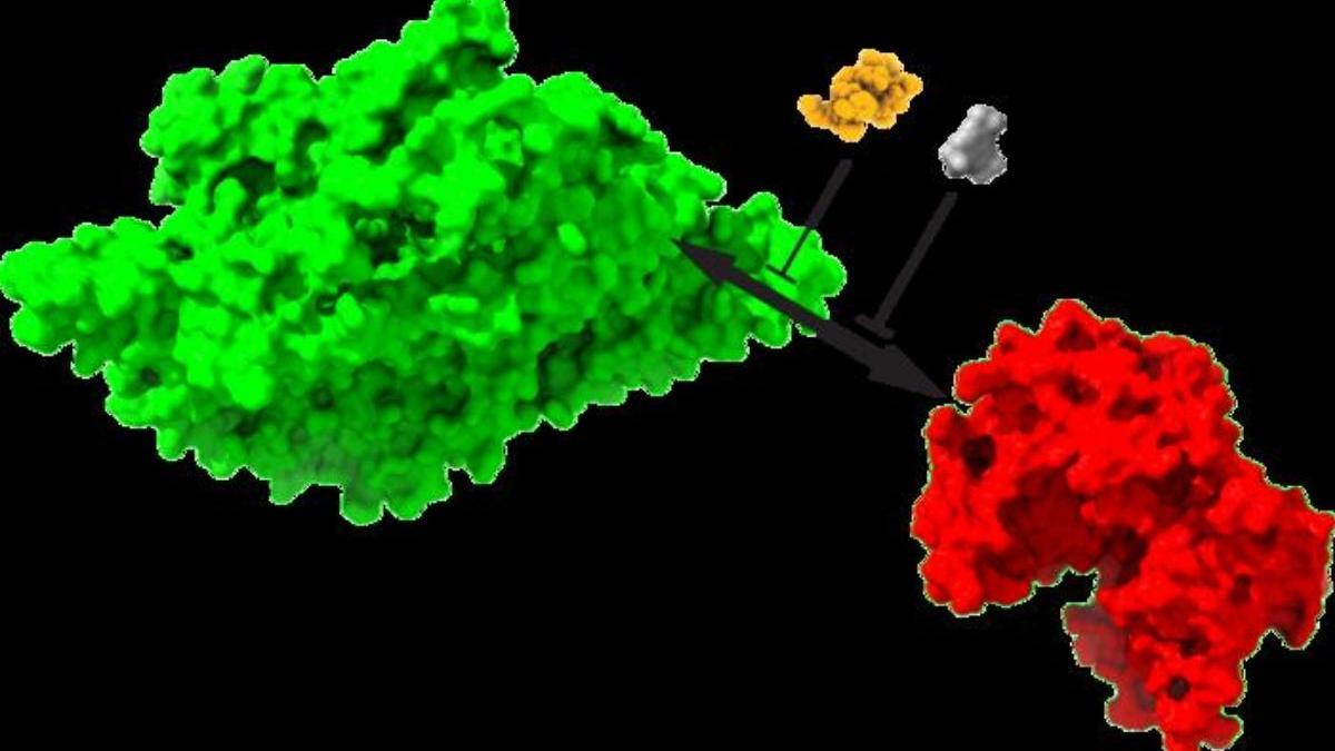 Los recuerdos se almacenan mediante la interacción de dos proteínas: KIBRA (en verde) y Mzeta (en rojo), en el marco de una comunicación química que perpetúa la memoria.