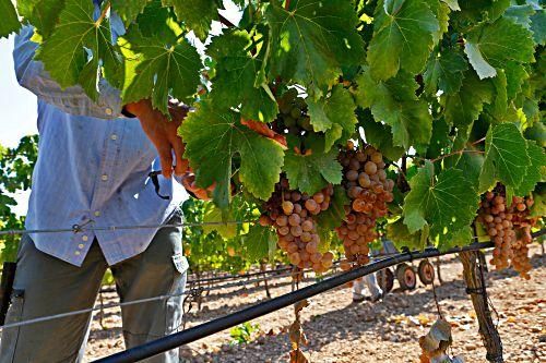 Weinlese auf Mallorca