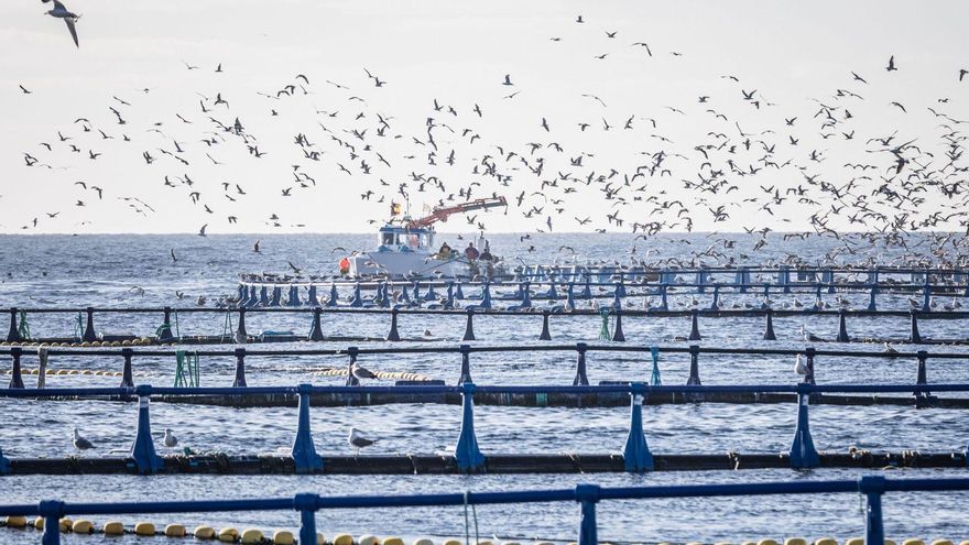 La producción de dorada desaparece de la Región de Murcia