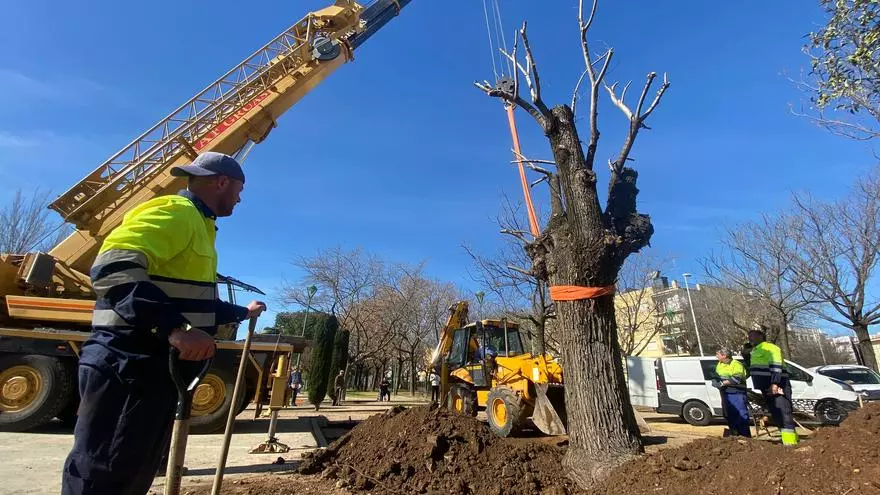 "Hemos hecho todo lo posible por salvar el olmo del Marrubial, ahora queda en manos de la naturaleza"
