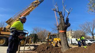 El olmo del Marrubial ya está trasplantado en el parque de ‘Los Telettubies’