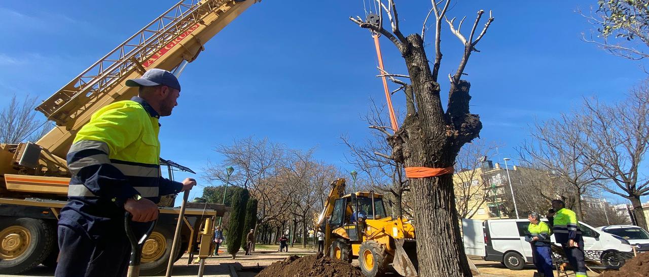 El olmo del Marrubial ya está trasplantado en el parque de los Teletubbies