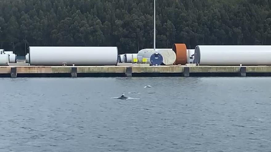 Visita sorpresa en Avilés: un grupo de delfines &quot;baila&quot; en las aguas de la Ría