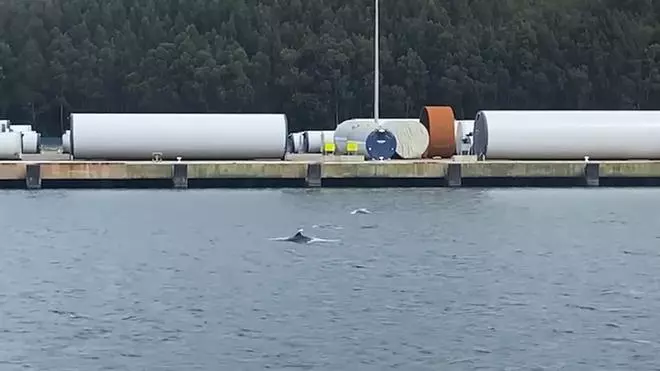 Vista sorpresa en Avilés: un grupo de delfines "baila" en las aguas de la Ría