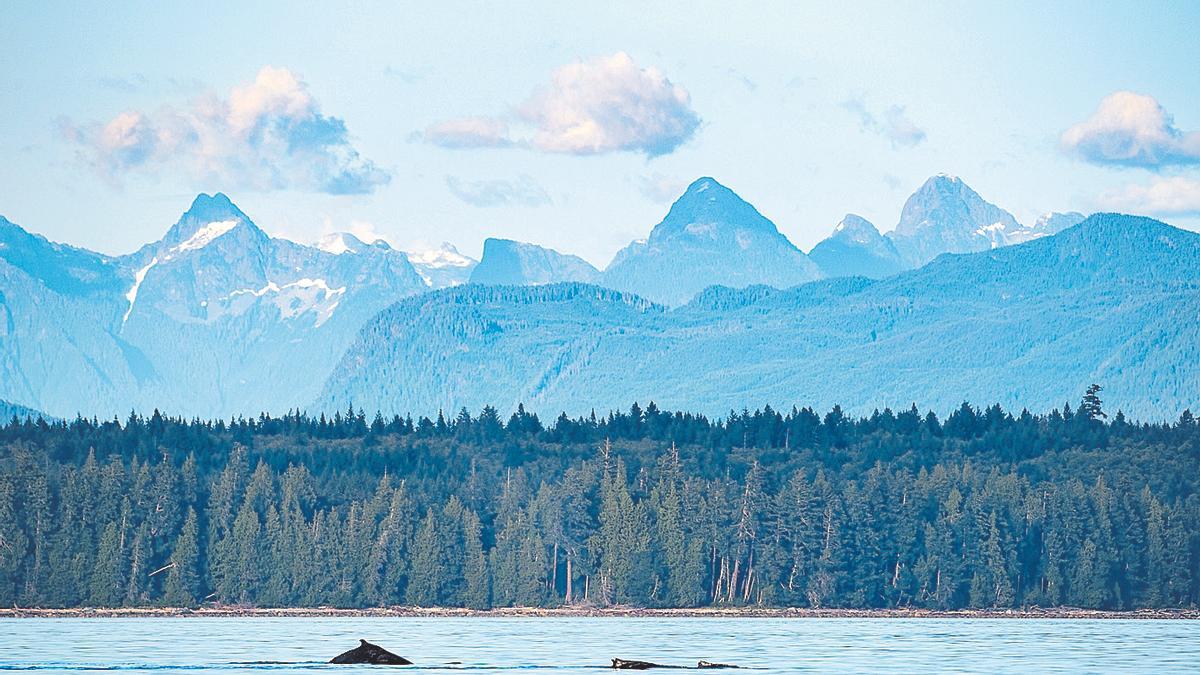 Una ballena jorobada en el can Sutil, cerca de la isla de Quadra, en Canadá