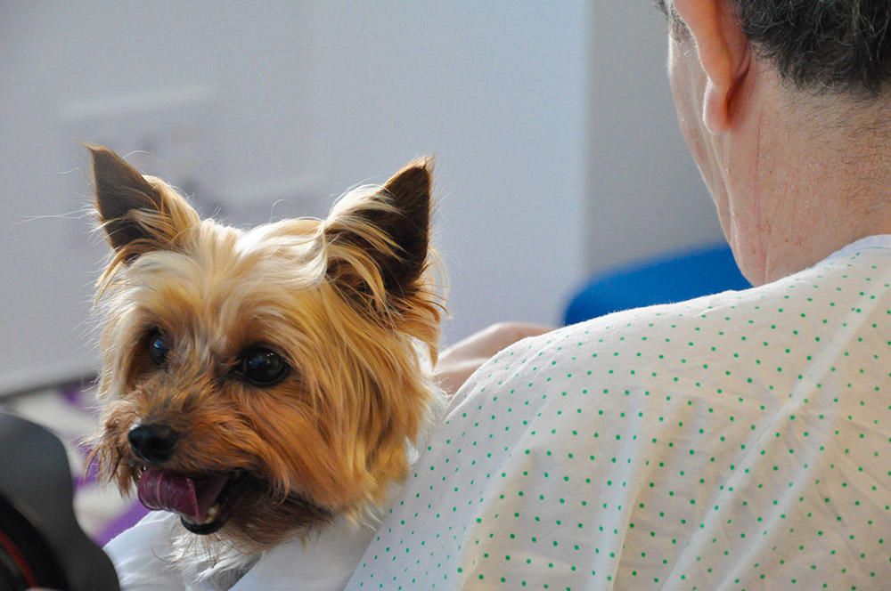 Primera visita de un perro al hospital de Ibiza.
