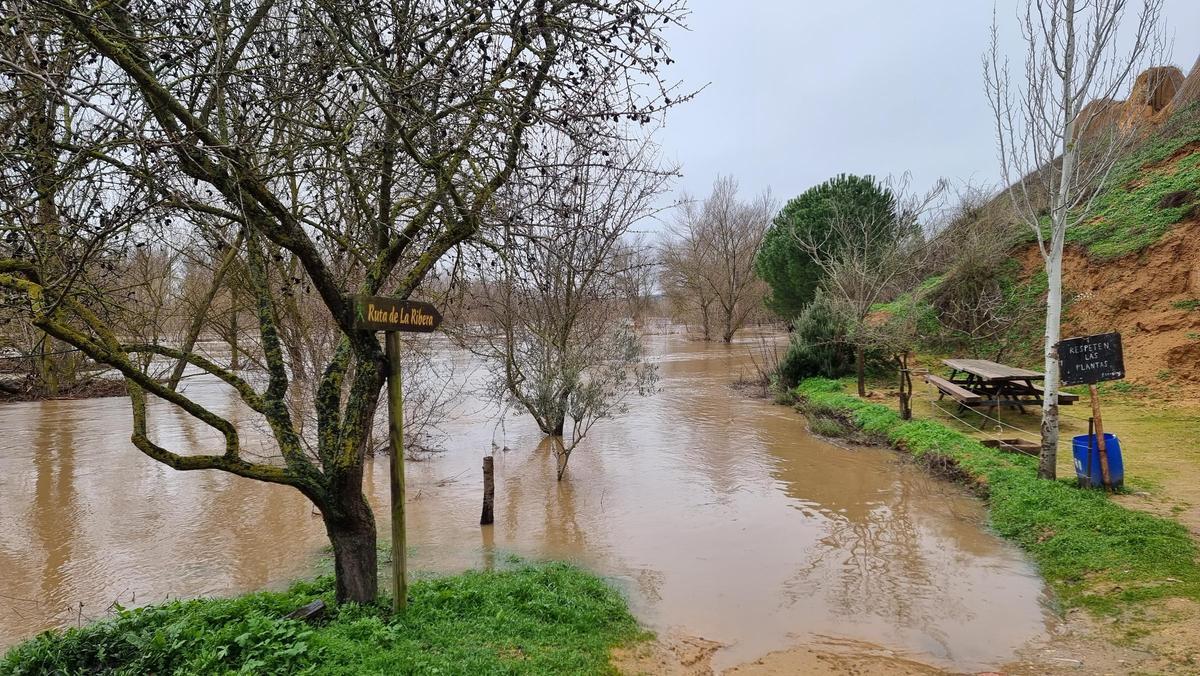GALERÍA | La crecida del río Duero anega algunas zonas de Toro