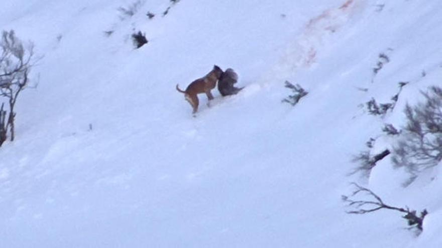 El impactante vídeo de un perro dando caza a un jabalí