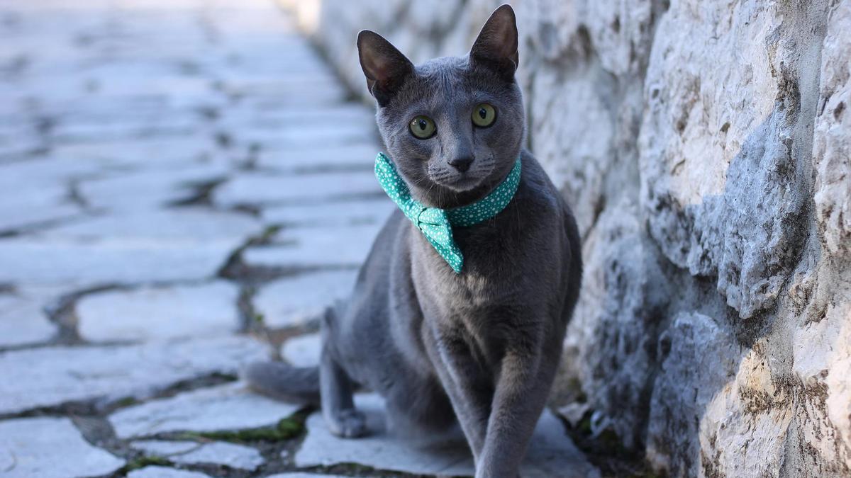 Razas de gatos que no dan alergia: te contamos cuáles son.