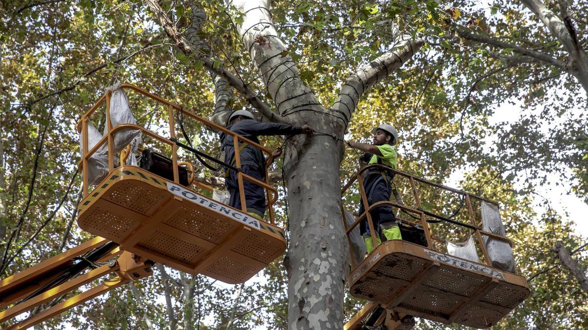 Operarios instalan luces de Navidad en el centro de Palma.