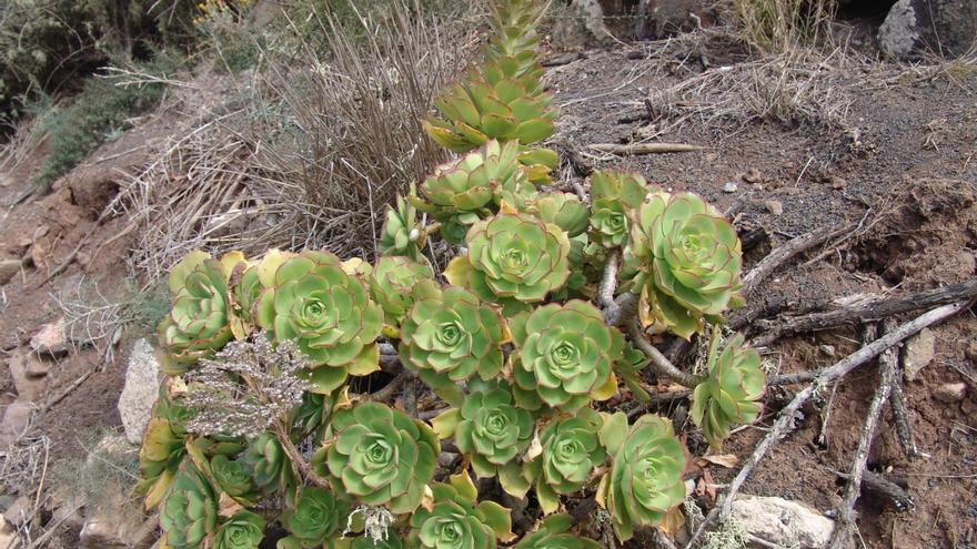 Tenerife es el primer ejemplo mundial de cómo se adaptan las plantas en islas