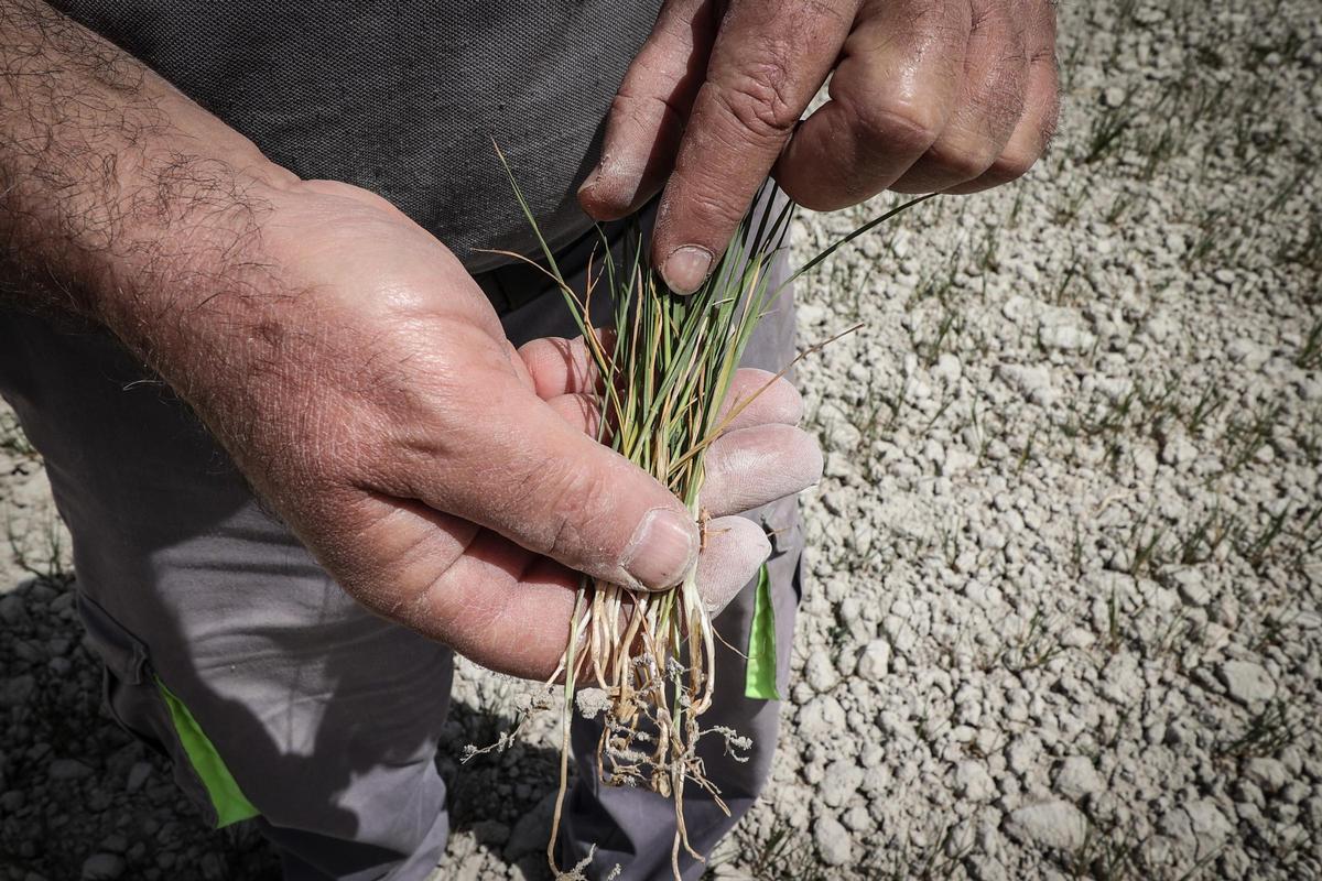 Cereales afectados por la sequía en una finca de la provincia