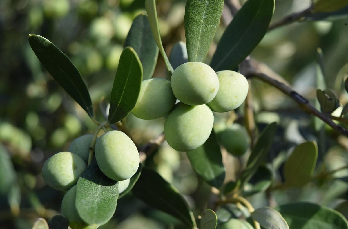 Aceitunas.