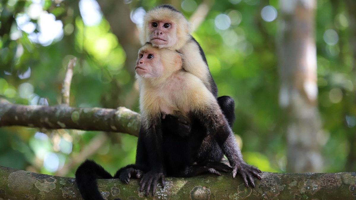 Monos capuchinos con cola.