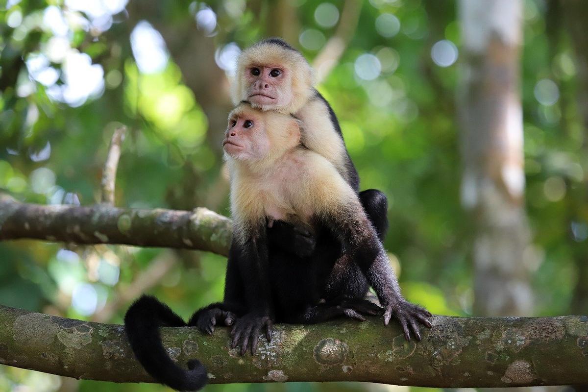 Monos capuchinos con cola.