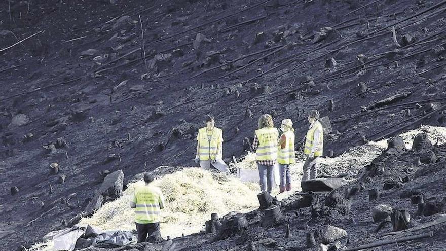 Voluntarios colocando paja en zonas arrasadas por el fuego.